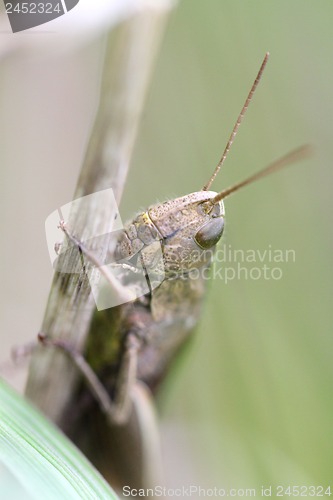 Image of Brown grasshopper sits in the grass