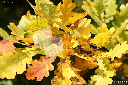 Image of Yellow oak leaves