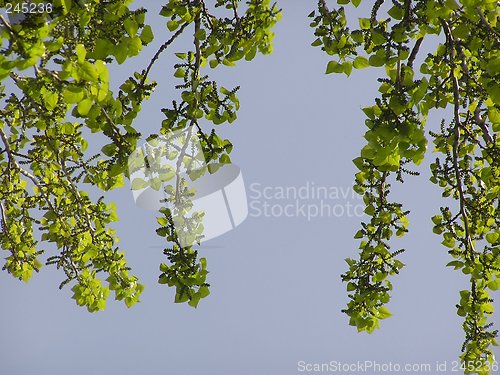Image of Branches and Sky