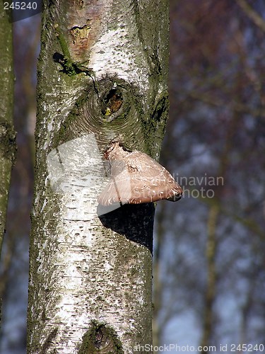 Image of Tree