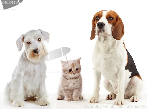 Image of three domestic animals cat and dogs