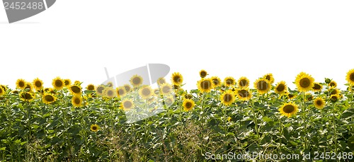 Image of field of sunflowers