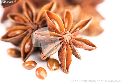 Image of anisetree anise
