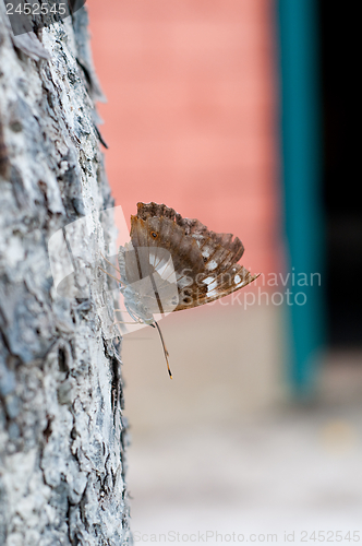 Image of Butterfly