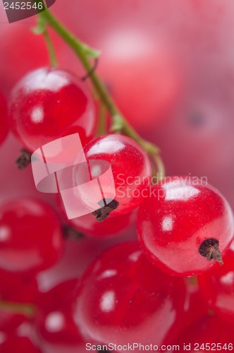 Image of Red currant, macro shot