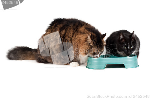 Image of Two cats eating