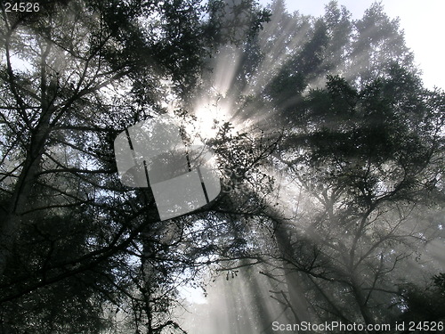 Image of Sunbeams