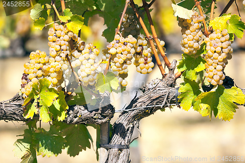 Image of Wine white