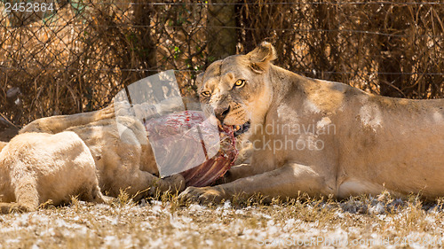 Image of Lioness eating with her cubs