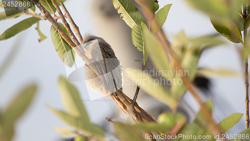 Image of Sleepy Speckled Mousebird