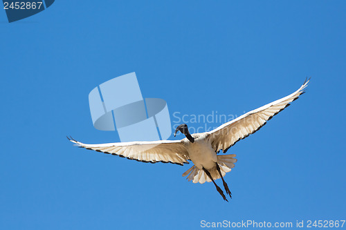 Image of A Crane in flight