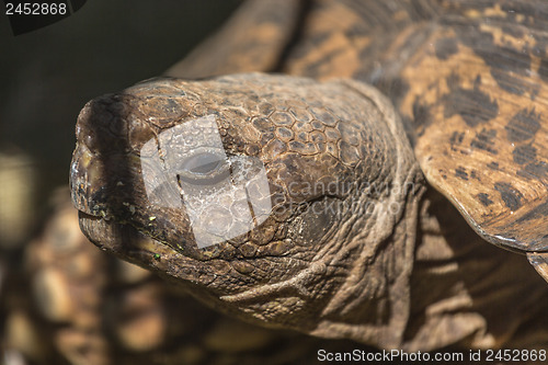 Image of Sulcata Tortoise