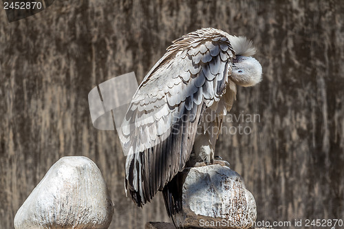 Image of Cape Vulture