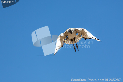 Image of A Crane in flight