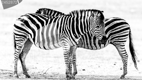 Image of Zebras