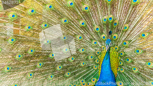 Image of Peacock