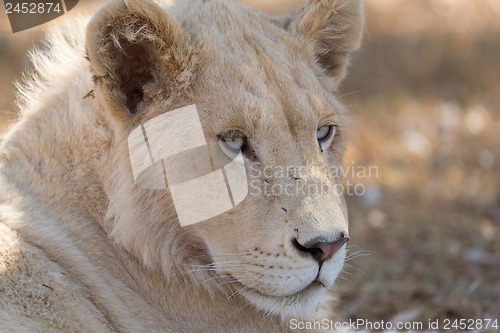 Image of Young white lion