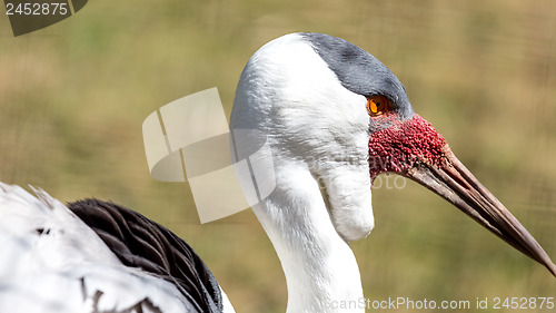 Image of Wattled Crane