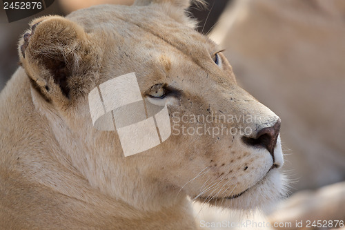 Image of Young white lion