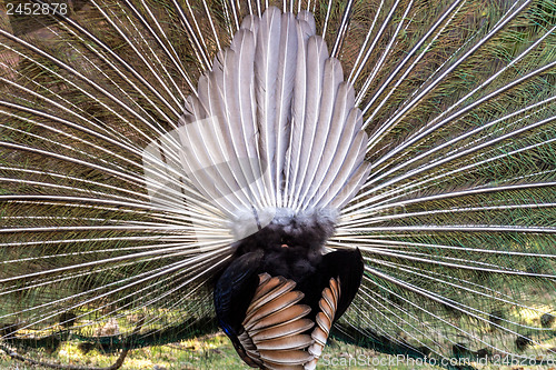 Image of Peacock