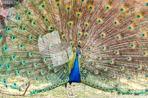 Image of Peacock