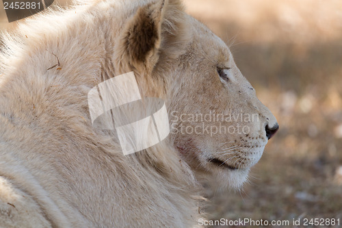Image of Young white lion