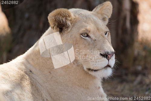 Image of Young white lion