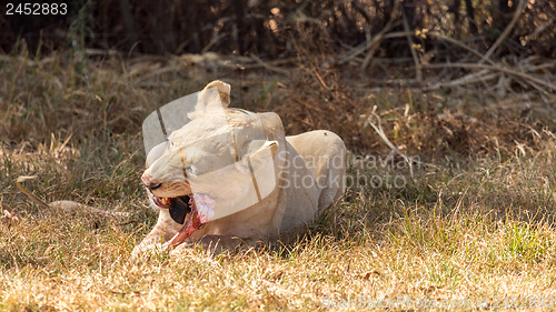 Image of White lion