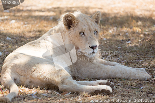 Image of Young white lion