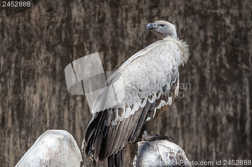 Image of Cape Vulture