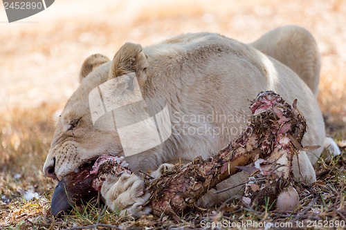 Image of White lion