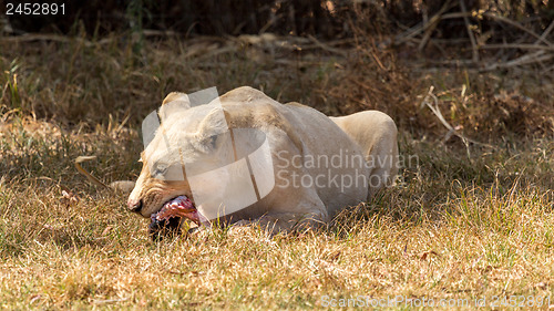 Image of White lion