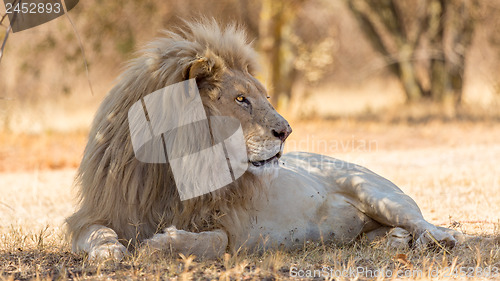 Image of White lion