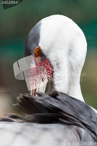 Image of Wattled Crane