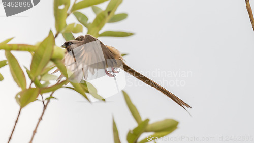 Image of Speckled Mousebird in flight