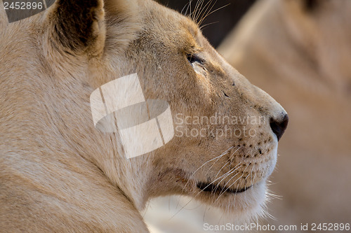 Image of Young white lion