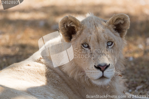 Image of Young white lion