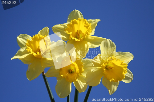 Image of Daffodils and blue sky