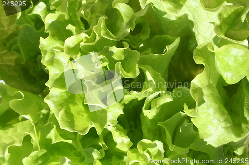 Image of Lettuce