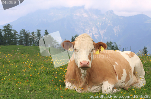 Image of Resting cow