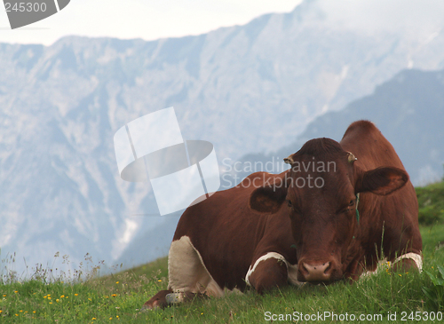 Image of Resting cow