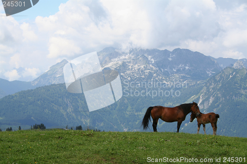 Image of Horses in mountains