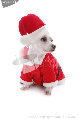 Image of Christmas festive dog wearing santa hat looks sideways