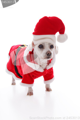 Image of White dog wearing a red and white santa costume