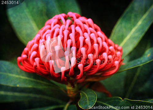 Image of Waratah (telopea) growing in natural habitat