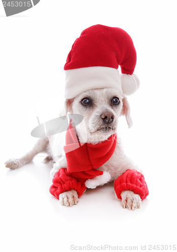 Image of Cosy dog wearing a santa hat