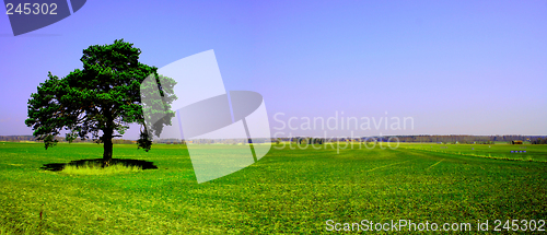 Image of Lonely tree on green field