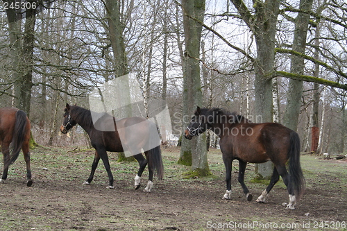 Image of Horses