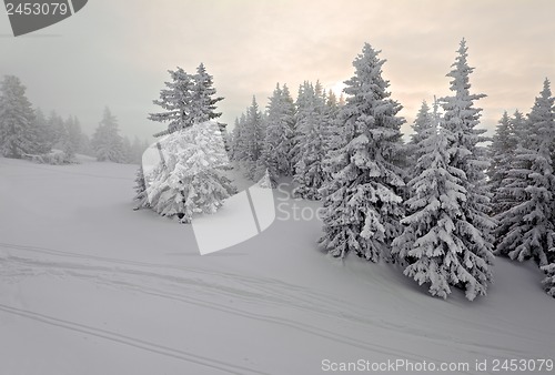 Image of Winter forest