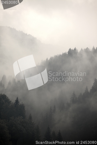 Image of Foggy forest